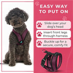Gooby Comfort X Head in Harness - Purple, Small - No Pull Dog Harness with Patented Choke-Free X Frame for Small to Medium Dogs Indoor/Outdoor Use
