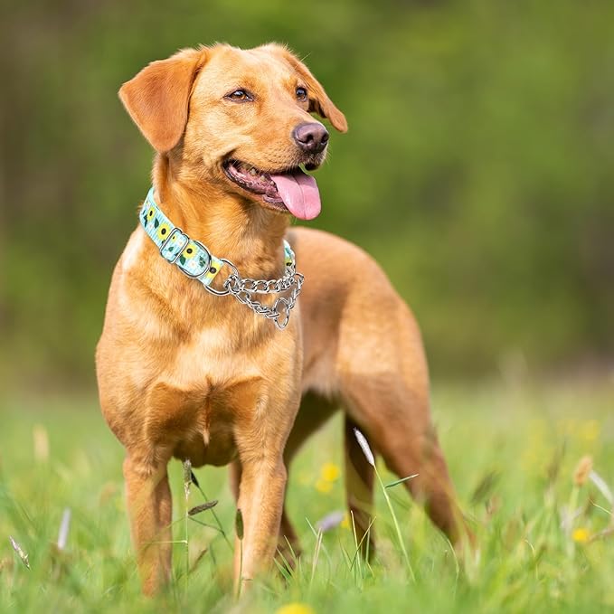 Martingale Dog Collar with Chain, No Pull Slip Cinch Choker Choke Collar Heavy Duty Dog Collar for Medium Large Extra Large Pet Dogs,Sunflower L