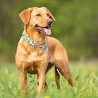 Martingale Dog Collar with Chain, No Pull Slip Cinch Choker Choke Collar Heavy Duty Dog Collar for Medium Large Extra Large Pet Dogs,Sunflower XL
