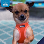 Best Pet Supplies Voyager Step-in Air Harness - All Weather Mesh, Reflective, No Pull Harness for Dogs, Cats - Secure with Hook & Loop Fastener, Buckle, Double D-Rings - Orange, XS