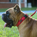 EXCELLENT ELITE SPANKER Reflective Dog Collar Classic Soft Padded Breathable Nylon Adjustable Pet Collar with Quick Release Buckle for Boy Girl Male Female Small Medium Large Dogs Training(LBLU-M)