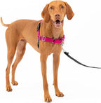 PetSafe Easy Walk Harness for Dogs - Pull-Free Walks - Patented Martingale Loop Design - Front Chest Leash Attachment - Adjustable Comfort Straps - Breathable Harness Design - Medium, Raspberry/Gray