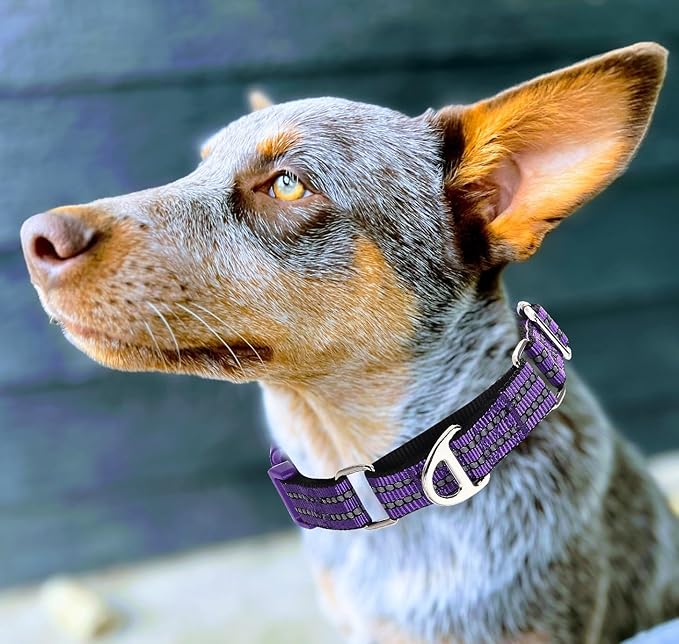 Martingale Collar for Dogs - Reflective Nylon with Padded Comfort & Quick Release Buckle - No Slip Choke Heavy Duty Collar for Safe Training, Walking & Nighttime Use Purple L