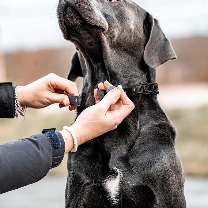 Herm Sprenger Prong Collar for Dog Training with Easy Quick Release Clicklock & Swivel Ring - German Made Dog Collar with Black Steel 3.2mm Prongs for Large Dogs (20-25" Neck)