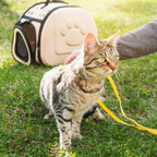 Metal Diamond Dog Chain Dog Training Chain with Secure Buckle Pet Collars for Large Medium Dogs