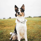 Choke Collar for Dogs - Cartoon Dog Adjustable Training Slip Collar with Chain, Anti Pull Design for Medium & Large Dogs(XL)