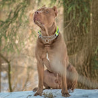 Reflective Martingale Dog Collar - No-Pull Adjustable Training Collar with Soft Nylon & Chain, Shark Pattern for Medium, Large & XL Dogs (Shark M)