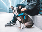 Gooby - Escape Free Easy Fit Harness, Small Dog Step-in Harness for Dogs that Like to Escape Their Harness, Turquoise, Small