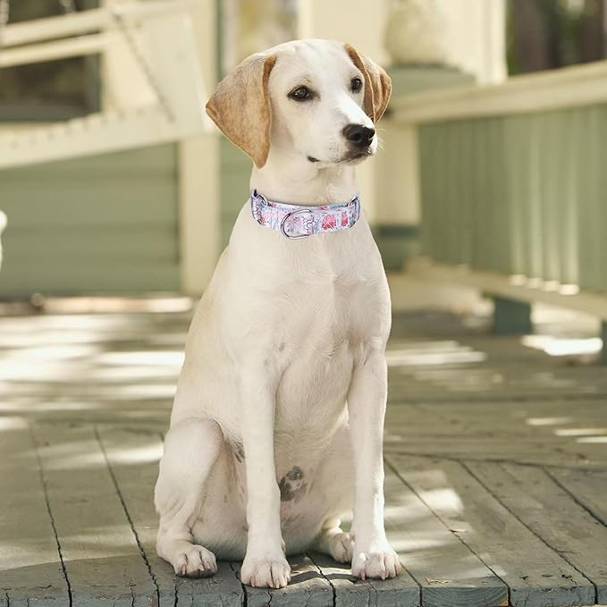 Martingale Collar and Leash Set, Premium No Slip Martingale Collar for Dogs Medium Large, Girl Dog Collars Training (NO21, M)