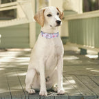 Martingale Dog Collars - Flower Multicolor Cute Patterns, Adjustable Nylon Training Dog Collar Suitable for Boy and Girl Dogs Medium Large Dogs (M, White)