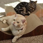 Necoichi Cardboard Cat Scratcher Bed for Indoor Cats - Cat Scratching Board, Horizontal Cat Scratch Pad Lounger with Reversible Usability and Extra Comfort for Lounge, Curved (23" Large, Dark Cherry)