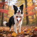 ADOGGYGO Fall Dog Tuxedo Bandana, Orange Plaid Pet Fall Collar with Bowtie, Adjustable Halloween Thanksgiving Costume for Medium Dogs (M)