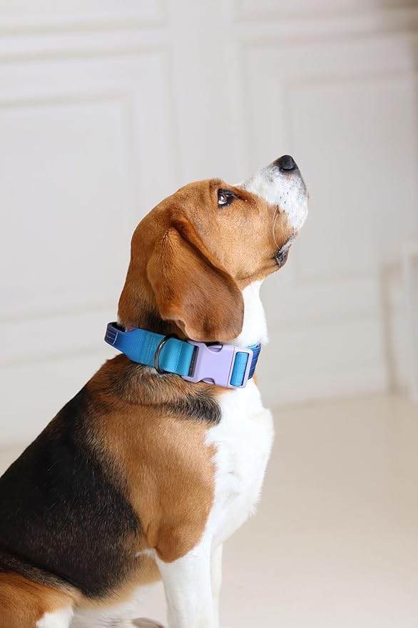 Tactical Dog Collar with Control Handle - Adjustable, Heavy Duty, Training and Walking for Medium and Large Breeds (M), Purple Blue gradient