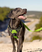 Joytale No Pull Dog Harness for Small Dogs, Reflective Pet Vest with Front Clip, Adjustable Soft Padded Harnesses with Easy Control Handle for Training and Walking, Green, S