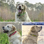 PetJoy 3-Pack Dog Collar - Quick-Release Buckle & D-Rings - Reflective Multi-Color (R/Y/G) - Adjustable 8-27" for Most E-Collars - Durable Waterproof Nylon
