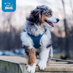 Best Pet Supplies Voyager Step-in Air Harness - All Weather Mesh, Reflective, No Pull Harness for Dogs, Cats - Secure with Hook & Loop Fastener, Buckle, Double D-Rings - Blue, XS