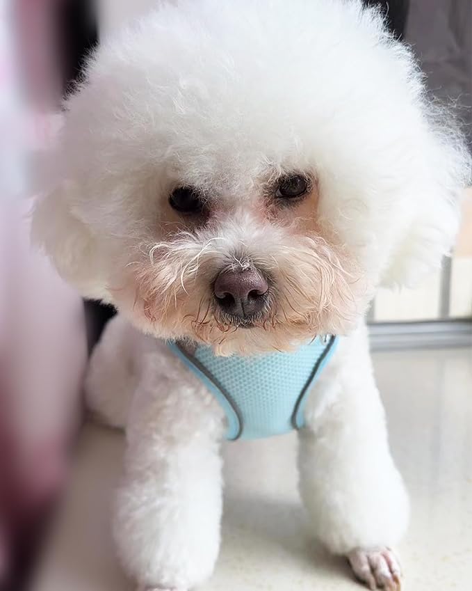 SOLMOONY Dog Harness for Small Medium Large Dogs No Pull, Puppy and Leash Set, Dogs, Step in Harness, mesh Harness. (Bule, XS)