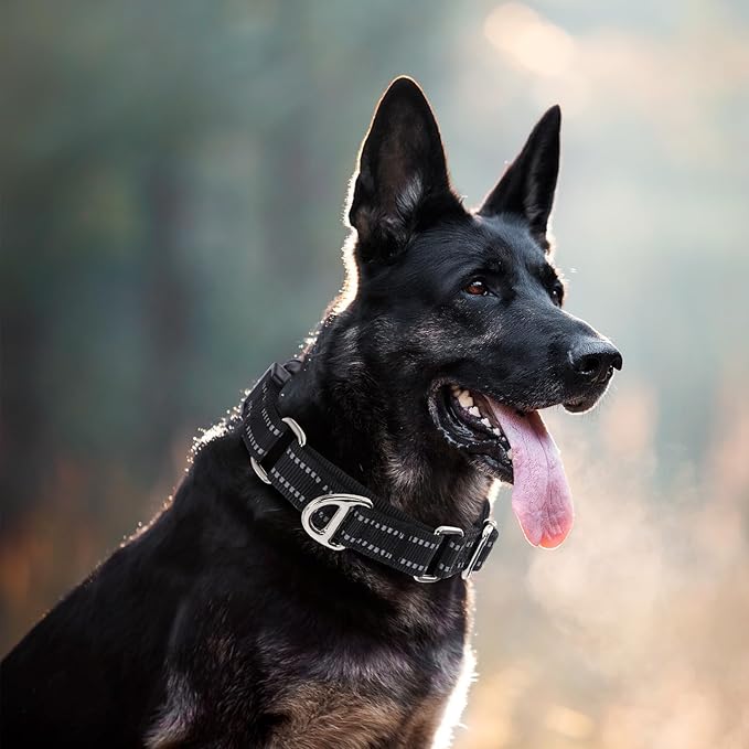 Martingale Collar for Dogs - Reflective Nylon, No Slip Choke Heavy Duty Collar with Quick Release Buckle- Safe Fit for Training & Walking Black M