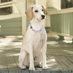 Martingale Dog Collar - Stainless Steel Chain, No Pull Training Collar with Flower Design for Large Medium Small Dogs (S, White)
