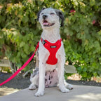 Voyager Step-in Pet Harness - All Weather Mesh, Adjustable Step in Harness for Cats and Dogs by Best Pet Supplies - Red, XL