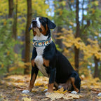 1.5 Inch Wide Dog Collar - No Pull Martingale Collar for Large Dogs, Escape Proof & Thick Adjustable Training Collar for Medium, Large & XL Dogs(Cartoon Dog XL)