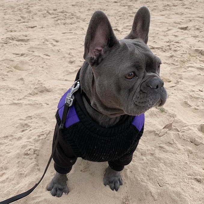 Gooby Fashion Vest Dog Jacket - Violet, Small - Warm Zip Up Bomber Vest with Dual D Ring Leash - Winter Water Resistant Small Dog Sweater