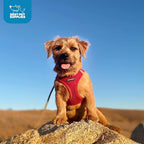 Best Pet Supplies Voyager Step-in Air Harness - All Weather Mesh, Reflective, No Pull Harness for Dogs, Cats - Secure with Hook & Loop Fastener, Buckle, Double D-Rings - Red, L