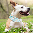 1.5 Inch Martingale Dog Collar - No Pull Nylon Training Collar for Medium, Large & XL Dogs | Heavy Duty Adjustable Choke-Free Collar for Large Breed Pets (Blue Daisy M