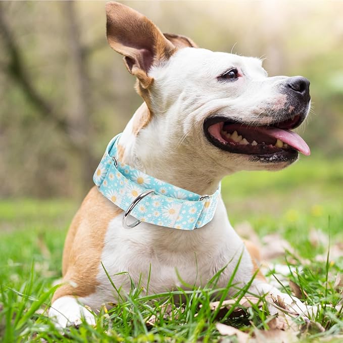 1.5 Inch Martingale Dog Collar - No Pull Nylon Training Collar for Medium, Large & XL Dogs | Heavy Duty Adjustable Choke-Free Collar for Large Breed Pets (Blue Daisy M