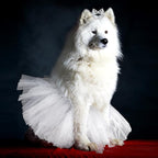 2 Pcs Dog Crown Headband Dog Tutu Dress Set Crystal Rhinestone Tiara Crown Tutu Skirt Pet Dress Costume for Puppy Birthday Party Wedding Photo Prop Costume(X-Large,White)