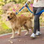 Martingale Dog Collar, Escape-Proof and No Slip Design, Heavy-Duty Nylon with Metal Buckle, Adjustable for Small, Medium & Large Dogs, Colorfast for Training, Daily Walks (Royal Blue, M)