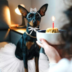 2 Pcs Dog Crown Headband Dog Tutu Dress Set Crystal Rhinestone Tiara Crown Tutu Skirt Pet Dress Costume for Puppy Birthday Party Wedding Photo Prop Costume(Small,White)