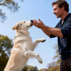 Dog Chain Collars, Metal Slip Link Training Heavy Duty Dog Choker Collar Martingale Puppy Collars for XS Small Medium Large Big XL Breed Dogs (Gold, XL(Neck Max 22inch) D4.0mm)