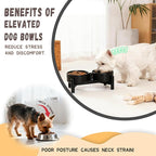 Raised Ceramic Dog Bowl Set - Elevated Double Dishes with Stainless Steel Stand - Food and Water Bowls for Small Dogs and Indoor Cats - Each Holds 1.6 Cups (10.8 fl oz) - White