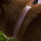 Hyhug Martingale Dog Collar Medium Pink |Escape - Proof Heavy Duty Nylon Durable No Slip, Ideal for Training & Daily Walks