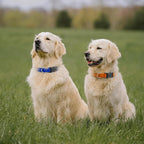 Modern Stylish Ecollar Replacement Strap, 3/4" Nylon Replacement Collar for Shock Collar with Quick Release Buckle, Adjustable Shock Collar Replacement Strap for Small Medium Large Dogs(Orange & Blue)