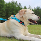 Joytale Martingale Collar for Dogs, Reflective Heavy Duty for Safety, Quick Release Buckle, Adjustable Nylon Collars for Medium Dogs Walking Training, Sky Blue,M