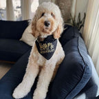 Kiss Me at Midnight Dog Bandana | 100% Unbleached Cotton Adjustable Triangle | Made in USA | New Year's Eve | Celebration | Cheers to 2026 |Natural, X-Small (357)