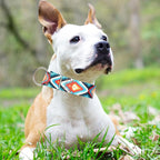 Martingale Collar for Dogs - Dog Training - Big, Wide & Thick Dog Collar - Escape-Proof,Durable and Comfortable- Tribal Medium Dog Collar