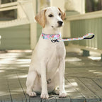 Martingale Collar and Leash Set, Premium No Slip Martingale Collar for Dogs Medium Large, Girl Dog Collars Training (NO22, M)