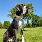 Martingale Dog Collar 1.5 Inch Wide - Heavy Duty Adjustable No-Pull Training Collar for Medium/Large Dogs, Cashew Flower Design Durable Nylon Collar (XL)