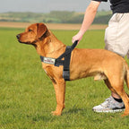 Annchwool No Pull Dog Harness with Soft Padded Handle-Reflective Strip Escape Proof and Quick Fit to Adjust Dog Harness-Easy for Training Walking for Small & Medium and Large Dogs(Black,XS,1 In Width)