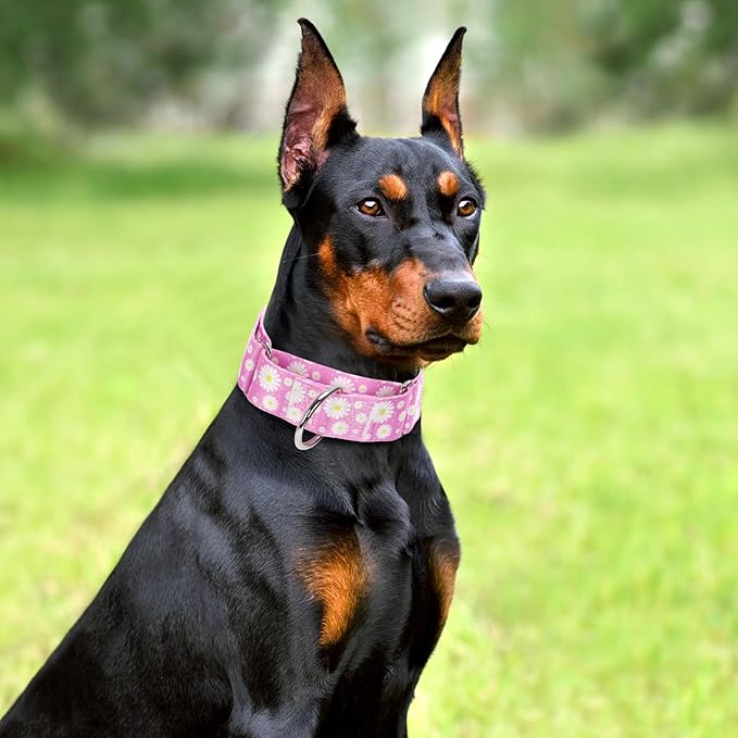 Wide 1.5 Martingale Collar for Girl Dogs,No Pull Heavy Duty Dog Collar for Medium Large Extra Large Female Dogs M