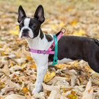 Didog No Pull Dog Harness with Soft Padded Handle, Quick Fit & Lightweight Adjustable Vest Harness, Easy for Training Walking for Small & Medium and Large Dogs(Dark Green,M)