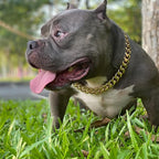 Strong Gold Dog Collar,Heavy Duty Chew Proof Thick Cuban Link Chain Fashion Necklace Collar for Medium Dogs(Long 18'',Width 0.75'')