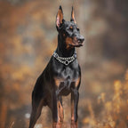 Martingale Dog Collar with Chain,Skull Reflective Nylon Soft Padded Adjustable Choke Collar for Large Breed Dogs, Medium, XL, XXL - Training & Walking Collar(Skull L)