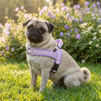 Didog No Pull Dog Harness with Soft Padded, Easy Walk Dog Harness with Quick Release Buckle, Adjustable & Reflective Pet Harness with Soft Padded for Small Medium Dogs (S:Chest 19-22", Purple)