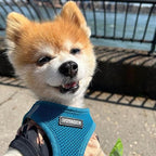 Best Pet Supplies Voyager Step-in Air All Weather Mesh Harness and Reflective Dog 5 ft Leash Combo with Neoprene Handle, for Small, Medium and Large Breed Puppies - Set (Turquoise), XXS
