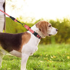 Martingale Collar for Dogs with Quick Release Buckle, Reflective Soft Padded & Escape Proof, Adjustable Nylon Dog Collars for Training & Daily Walking (Neon Pink,M)