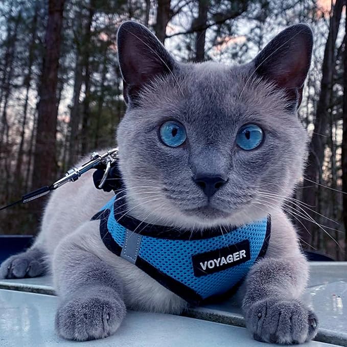 Best Pet Supplies - All Weather Mesh / Plush, Reflective, No Pull Harness for Small, Medium Dogs, Cats - Secure with Hook & Loop Fastener, Buckle, Double D-Rings - Baby Blue/Black Trim, L